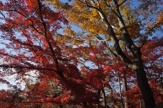 Red and orange autumn maple leaves on Mt. Takao